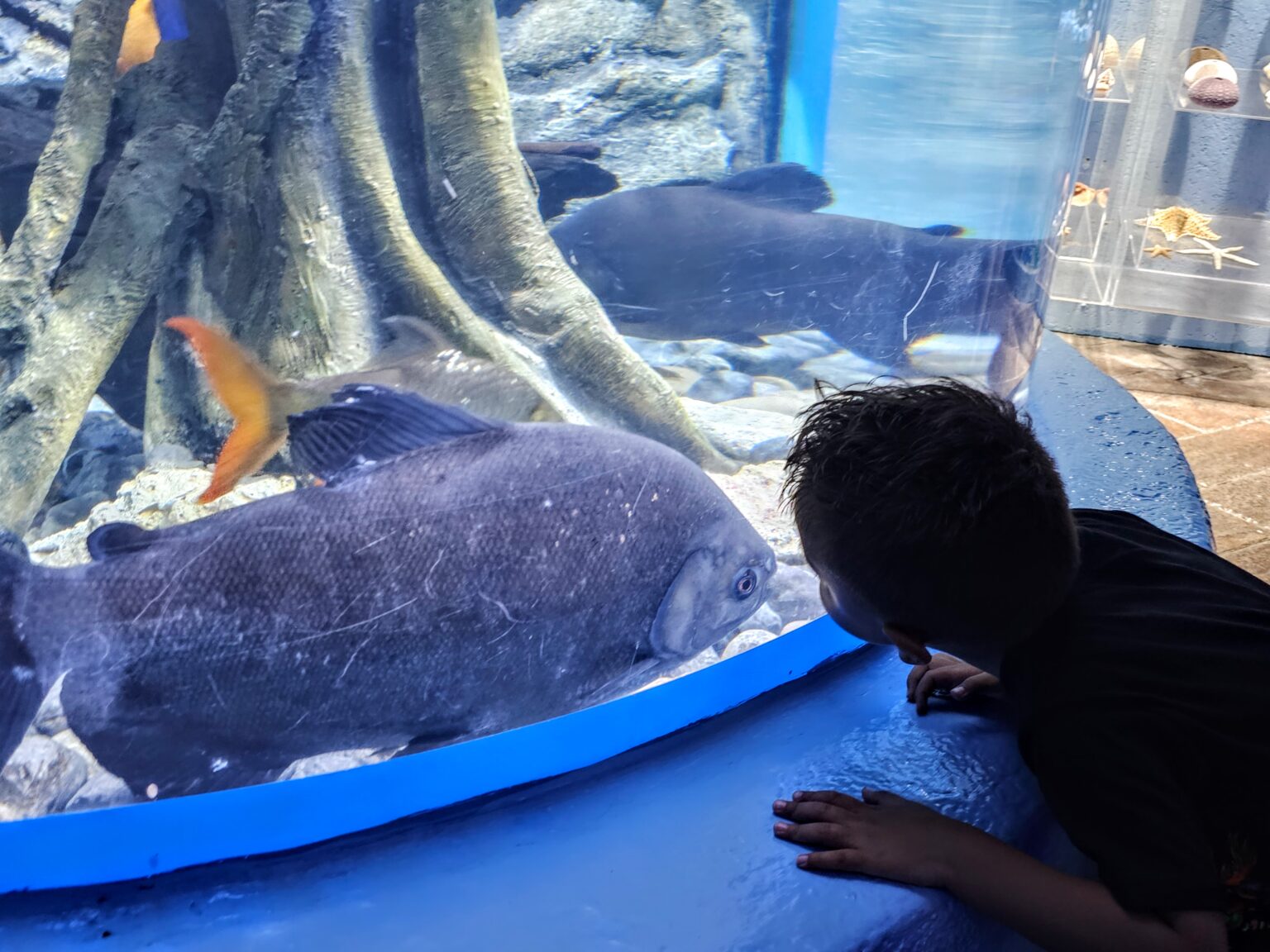 Young boy leaning in to watch large fish up close through the glass at an aquarium exhibit