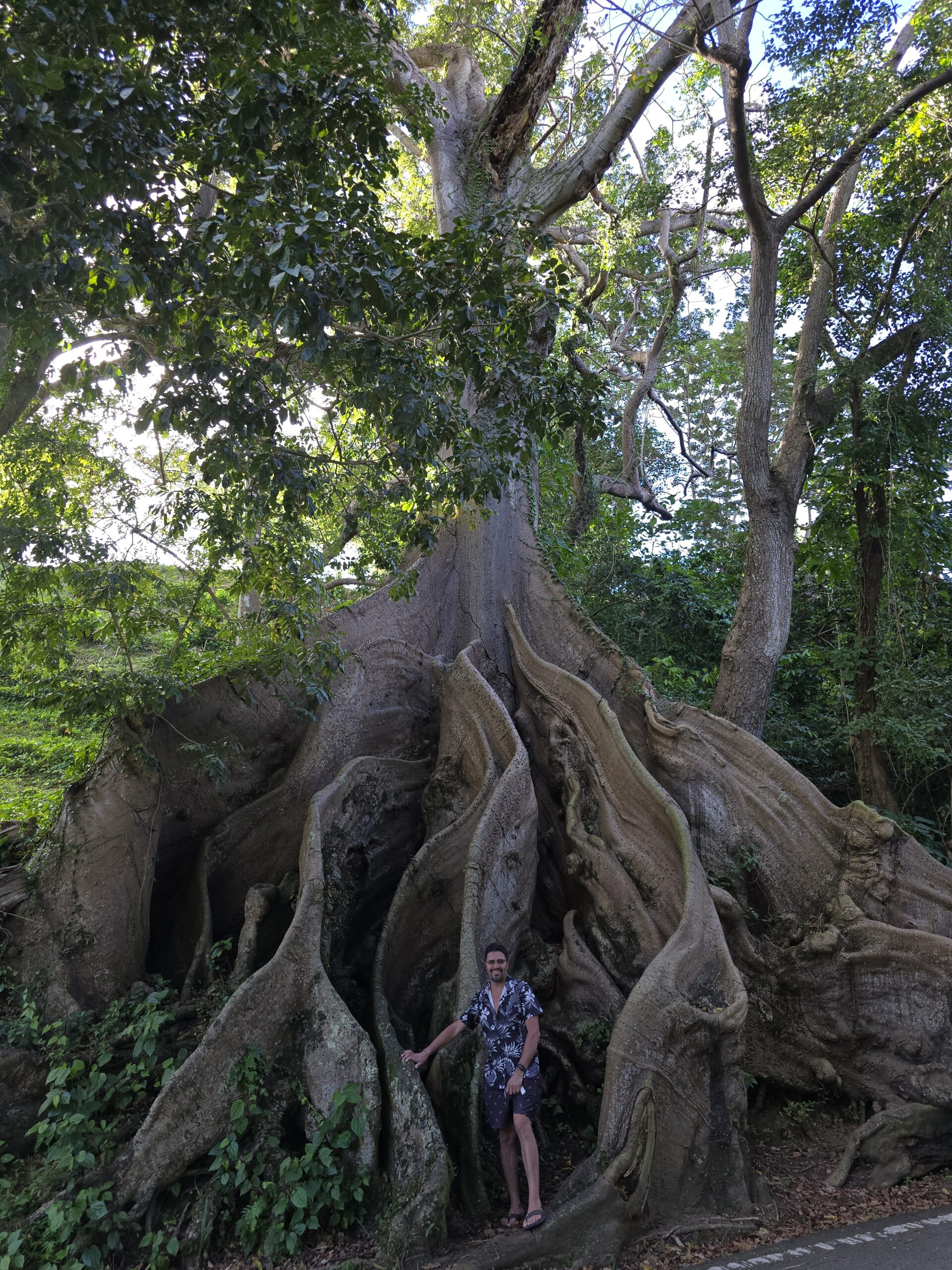 400 Year Old Ceiba Tree in Patillas, Puerto Rico