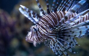 lionfish