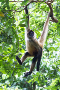 spider monkey