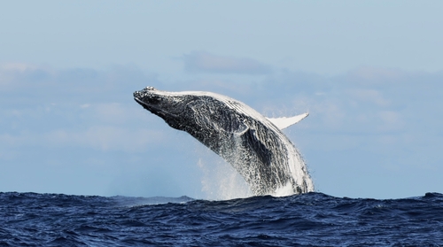 A majestic humpback whale breaching the ocean surface against a clear blue sky.