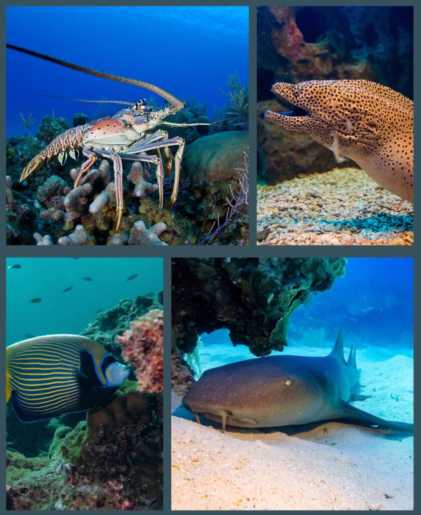 A vibrant underwater scene featuring various marine creatures including a lobster, moray eel, angelfish, and a nurse shark amidst colorful coral and clear waters.