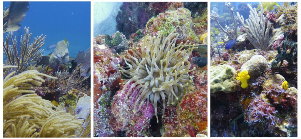 Underwater scene showcasing diverse coral species, colorful marine life, and lush underwater vegetation.