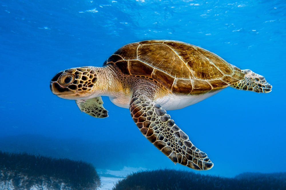 A graceful green sea turtle glides through the clear blue ocean water, showcasing its intricate shell patterns and tranquil demeanor.