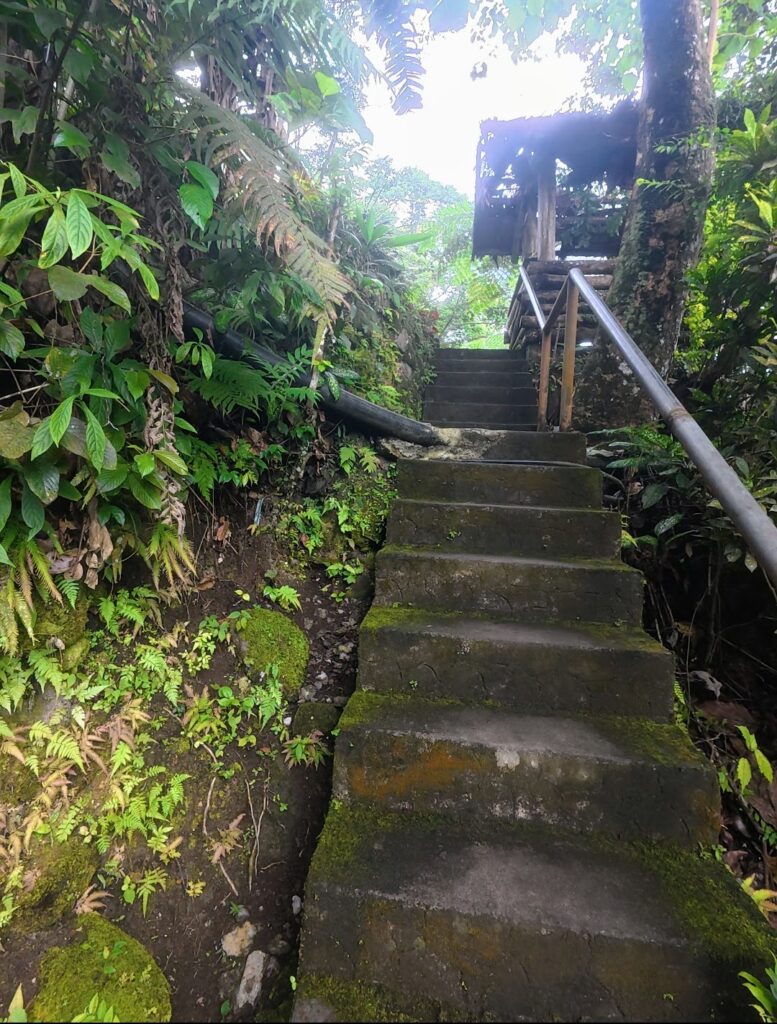 A stone staircase surrounded by dense greenery and ferns, leading to a wooden structure partially obscured by trees.