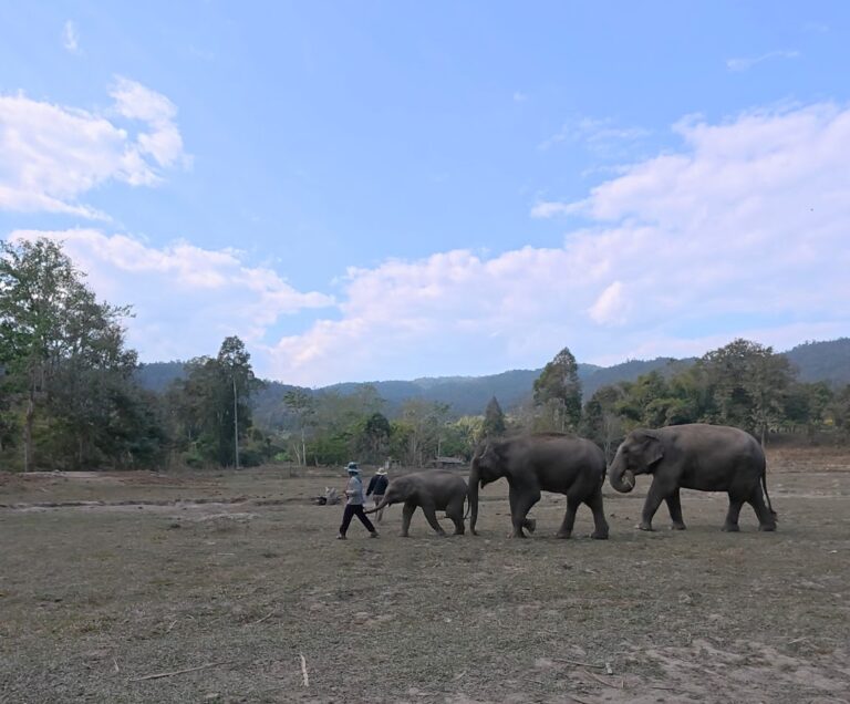 A person guides a group of elephants through a natural landscape under a blue sky with scattered clouds.