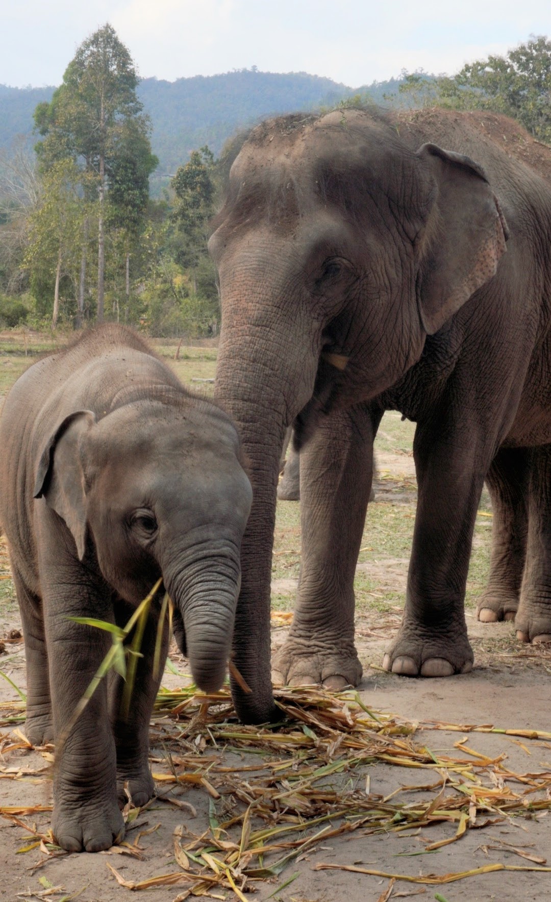 A baby elephant and its mother foraging in a natural setting, surrounded by greenery and mountains in the background.