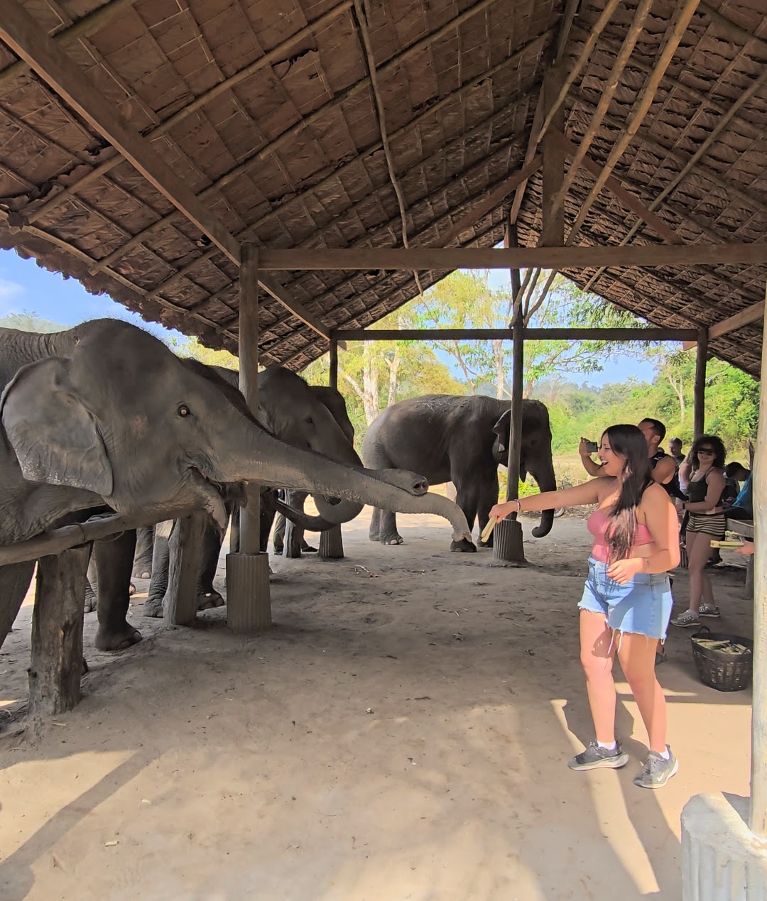 A woman feeding elephants while visitors observe in a shaded area with a rustic roof.