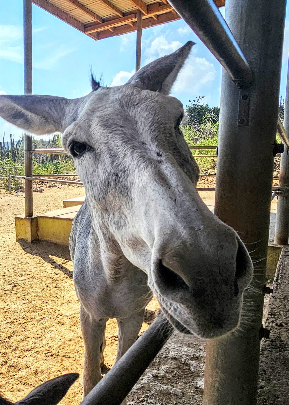 The Bushiribana Gold Mill Ruins In Aruba A close-up of a grey donkey peering through a fence, with a sunny background and farm elements visible.