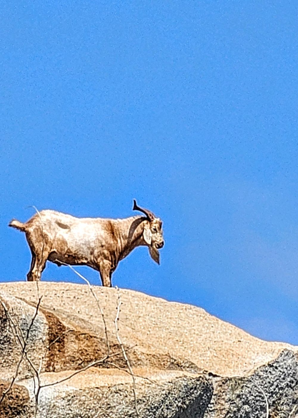 The Bushiribana Gold Mill Ruins In Aruba A mountain goat standing on a rocky surface against a clear blue sky.