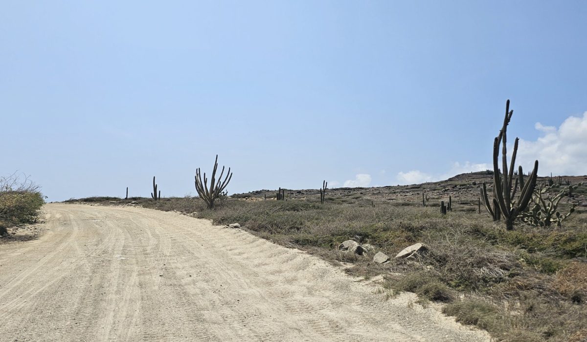 The Bushiribana Gold Mill Ruins In Aruba A winding dirt road surrounded by cacti and sparse vegetation under a clear blue sky.