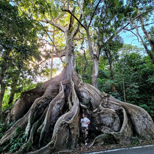 400 Year Old Ceiba Tree Located in Patillas, Puerto Rico