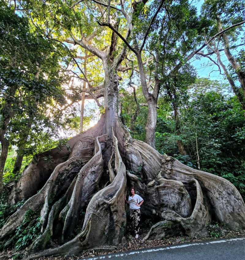 400 Year Old Ceiba Tree Located in Patillas, Puerto Rico