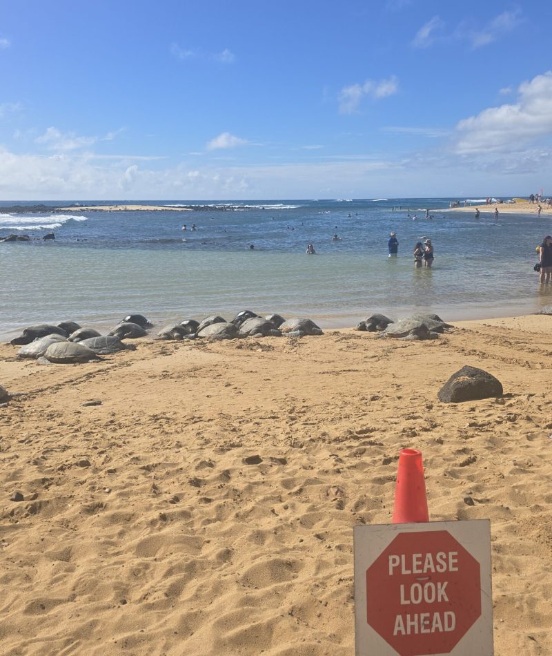A beach scene with a sign alerting visitors to be cautious of turtles, sand, and ocean waves in the background.