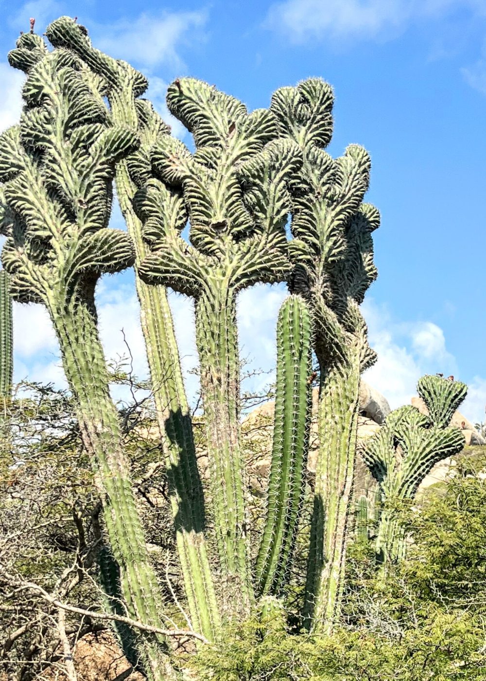The Bushiribana Gold Mill Ruins In Aruba A striking group of tall, twisting cacti set against a bright blue sky with scattered clouds.