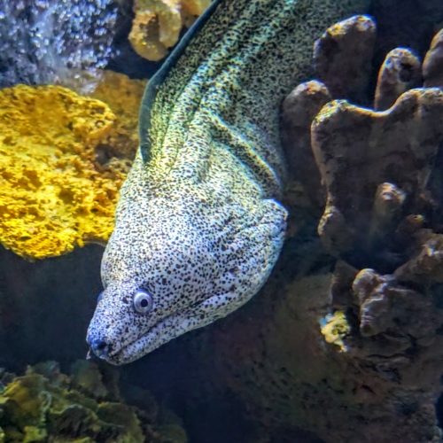 Spotted Moray Eel Gliding Through Coral Reef Display