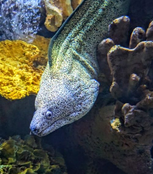 Spotted Moray Eel Gliding Through Coral Reef Display