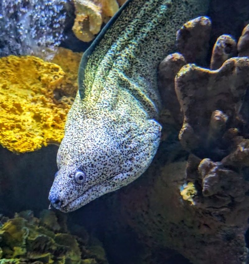 Spotted Moray Eel Gliding Through Coral Reef Display