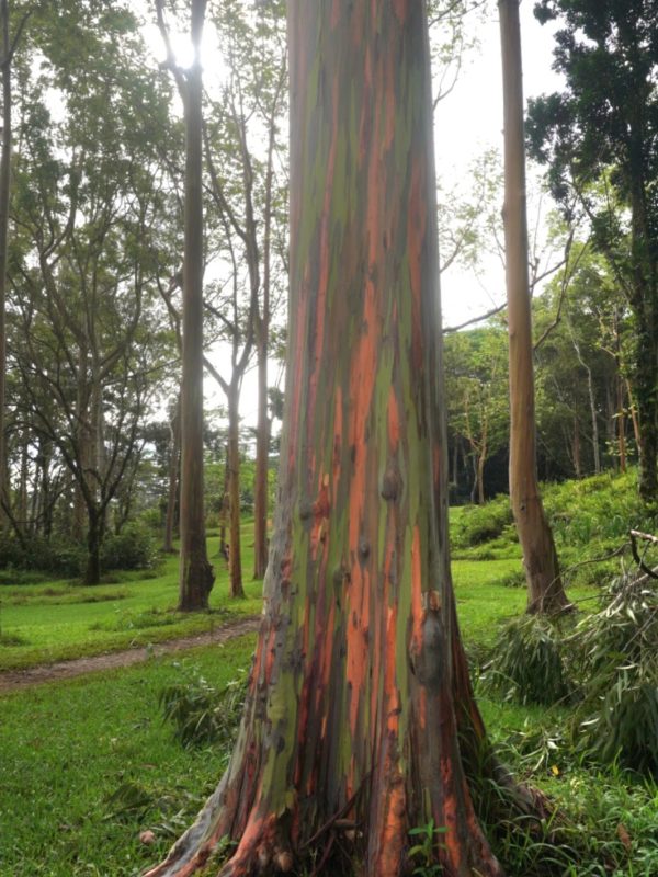 A vibrant rainbow eucalyptus tree with multicolored bark stands tall in a lush green landscape, surrounded by other trees and sunlight filtering through the foliage.