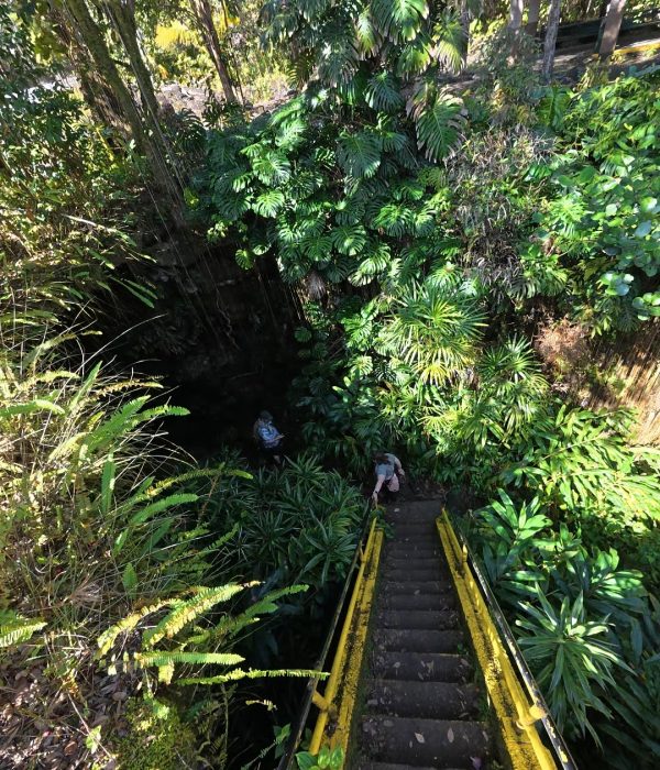 A view of a moss-covered staircase leading into a lush, green jungle, surrounded by dense foliage and two people exploring the area.
