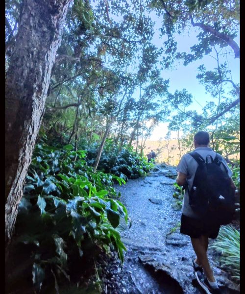 A hiker walks along a rocky path surrounded by lush greenery under a bright sky.