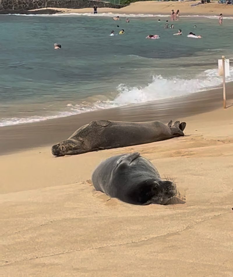 Two seals lounging on the sandy shore of a beach, with swimmers and beachgoers visible in the background.