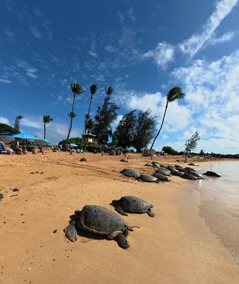 A group of sea turtles resting on a sandy beach with palm trees and beachgoers in the background under a clear blue sky.