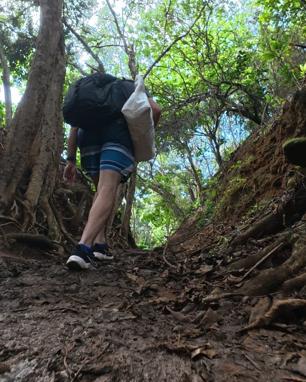 A hiker with a backpack ascends a muddy path surrounded by dense greenery and tree roots.