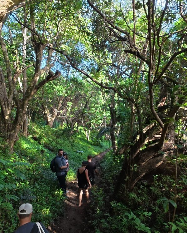 A group of hikers exploring a narrow trail surrounded by vibrant greenery and trees.