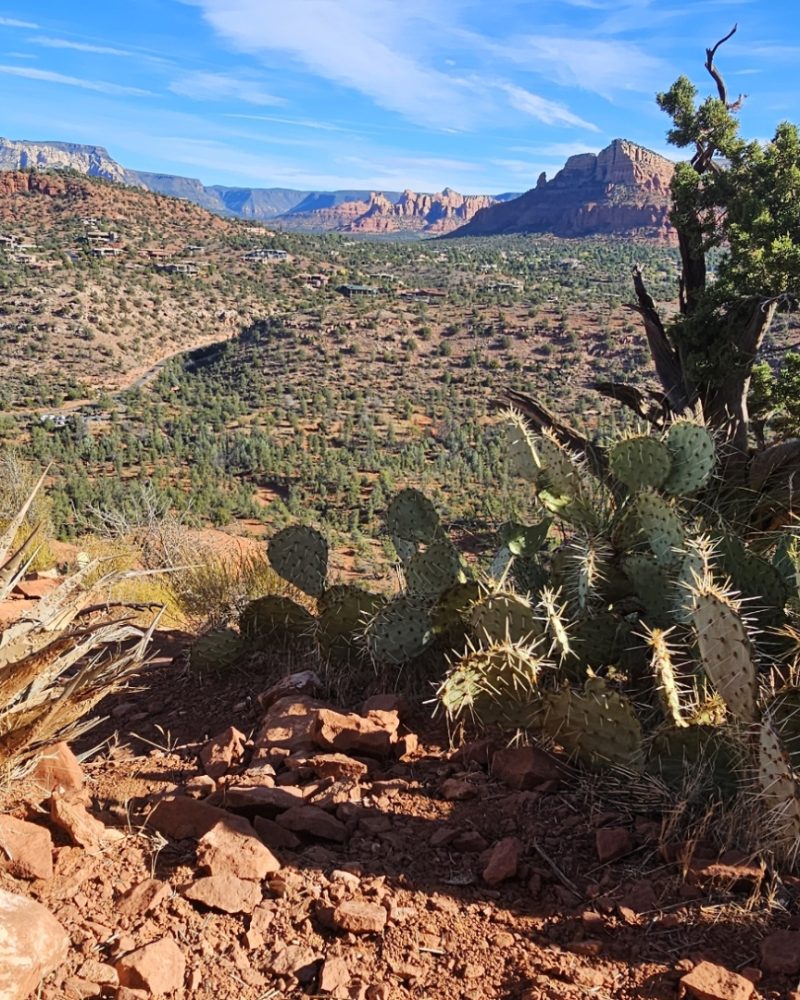 A scenic view of a desert landscape featuring cacti in the foreground and distant mountains under a clear blue sky.