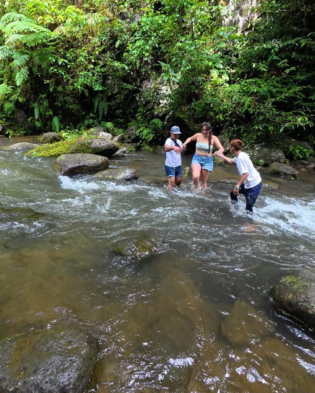 Four individuals wading through a gentle stream surrounded by lush greenery and rocks, enjoying a day outdoors.