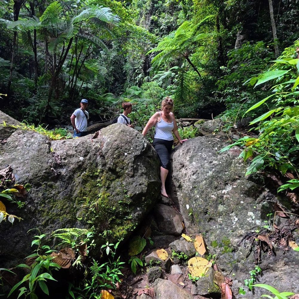 A group of hikers navigating rocky terrain in a dense, green rainforest filled with ferns and tropical plants.