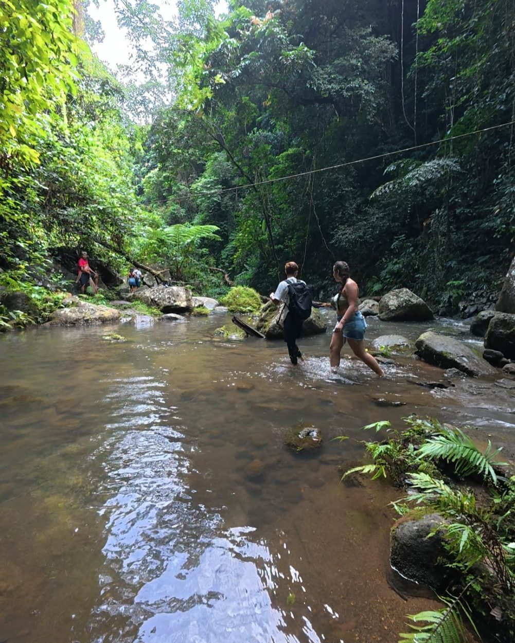 Hikers wading through a serene stream surrounded by lush greenery in a tropical forest.