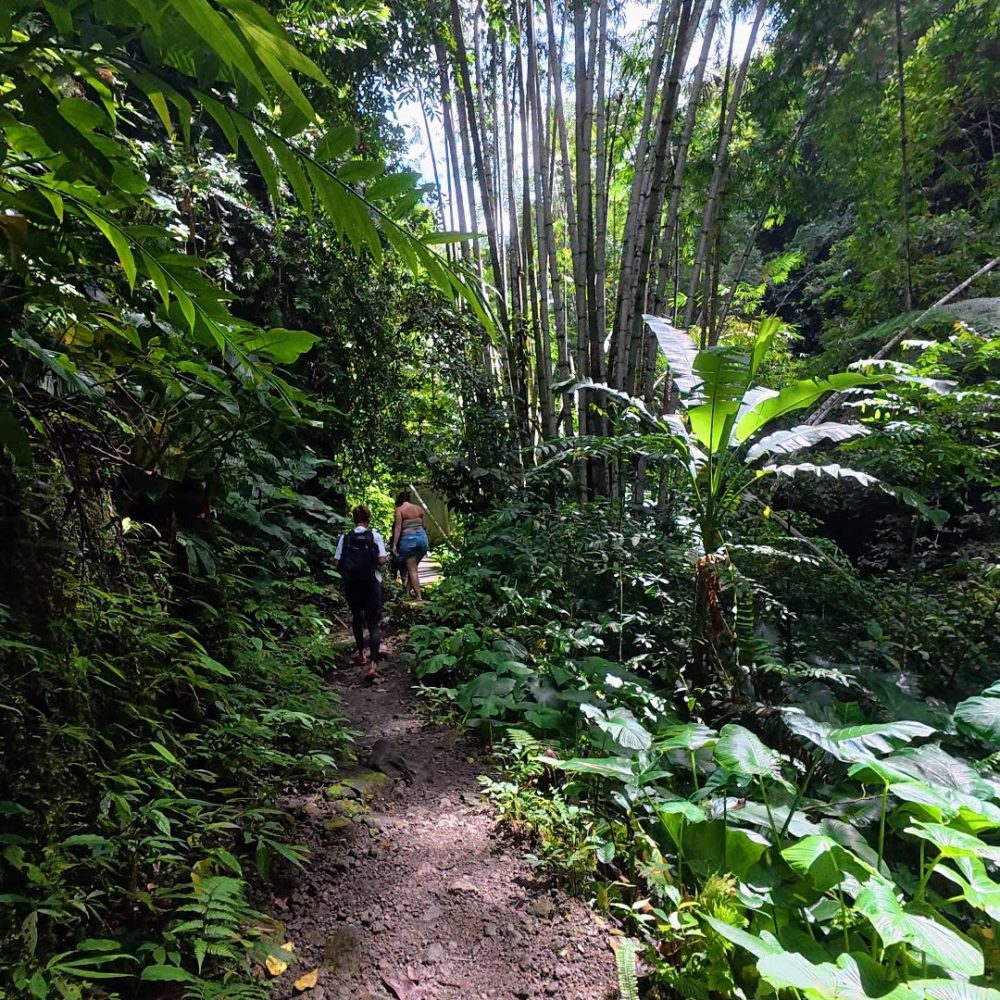 Two hikers walking along a lush, green jungle path surrounded by tall bamboo and vibrant foliage.