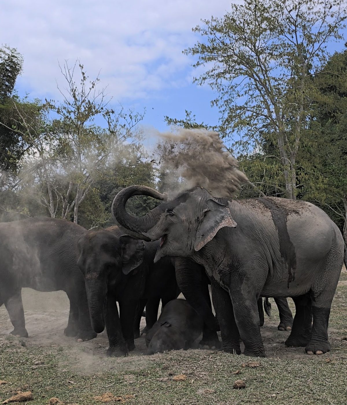 Overnight Stay At Chai Lai Orchid Elephant Sanctuary in Thailand A group of elephants gathered outdoors, playfully spraying dust as they take a dust bath under a cloudy sky.