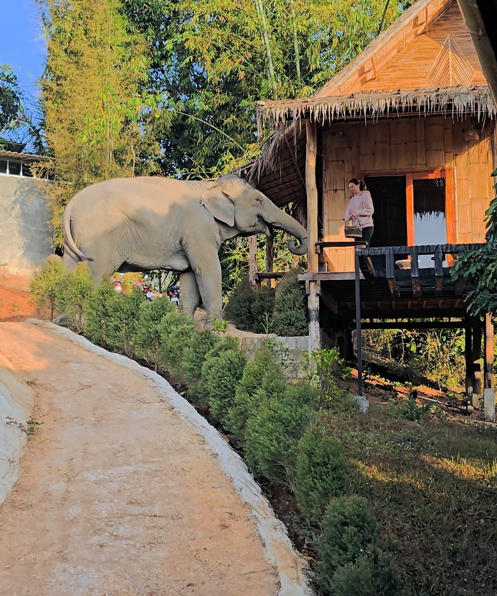 Overnight Stay At Chai Lai Orchid Elephant Sanctuary in Thailand An elephant strolls near a wooden cabin while a person stands on the porch, surrounded by greenery and a clear blue sky.
