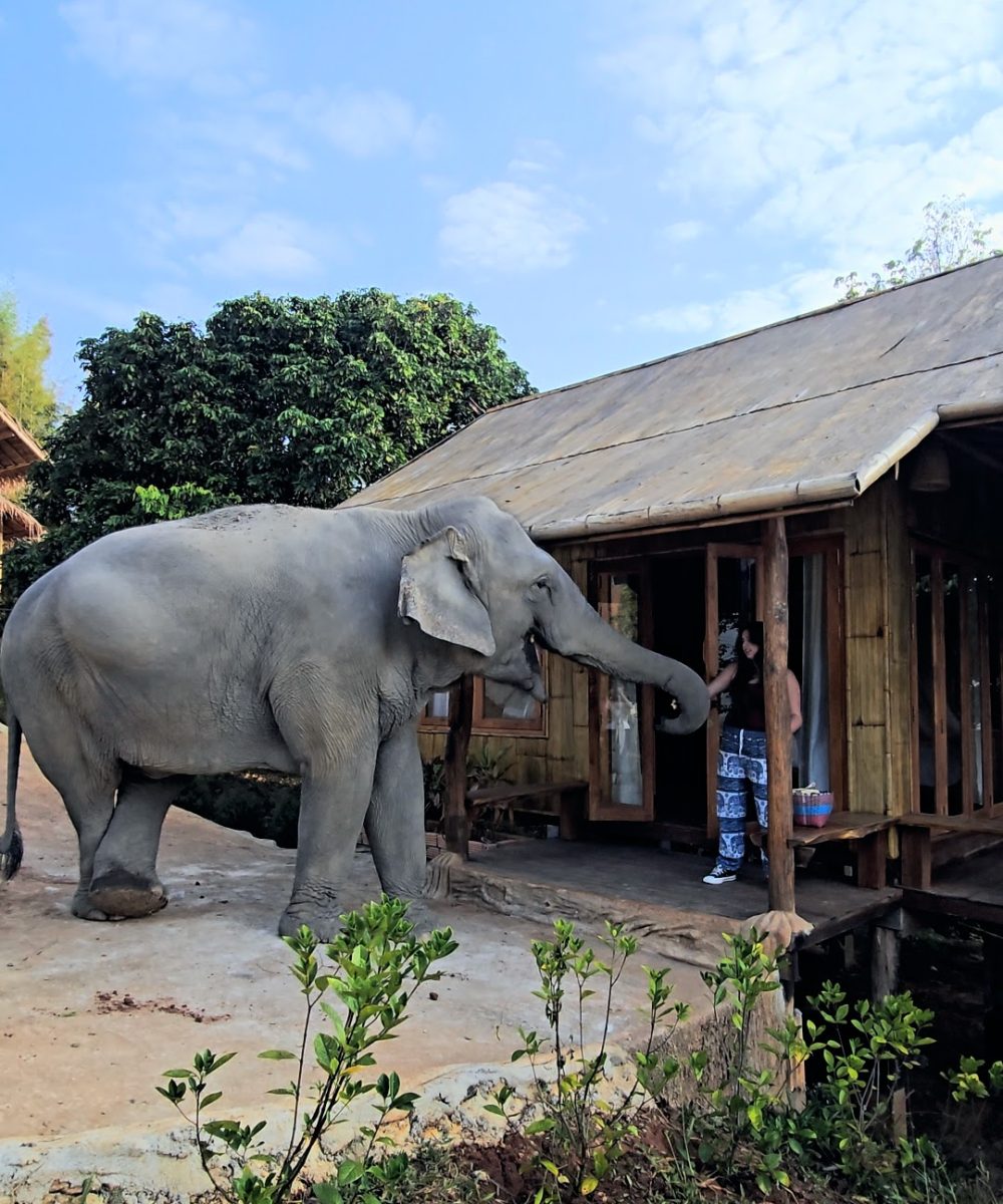 Overnight Stay At Chai Lai Orchid Elephant Sanctuary in Thailand An elephant curiously approaches a woman standing near a bamboo hut, surrounded by greenery and under a blue sky.