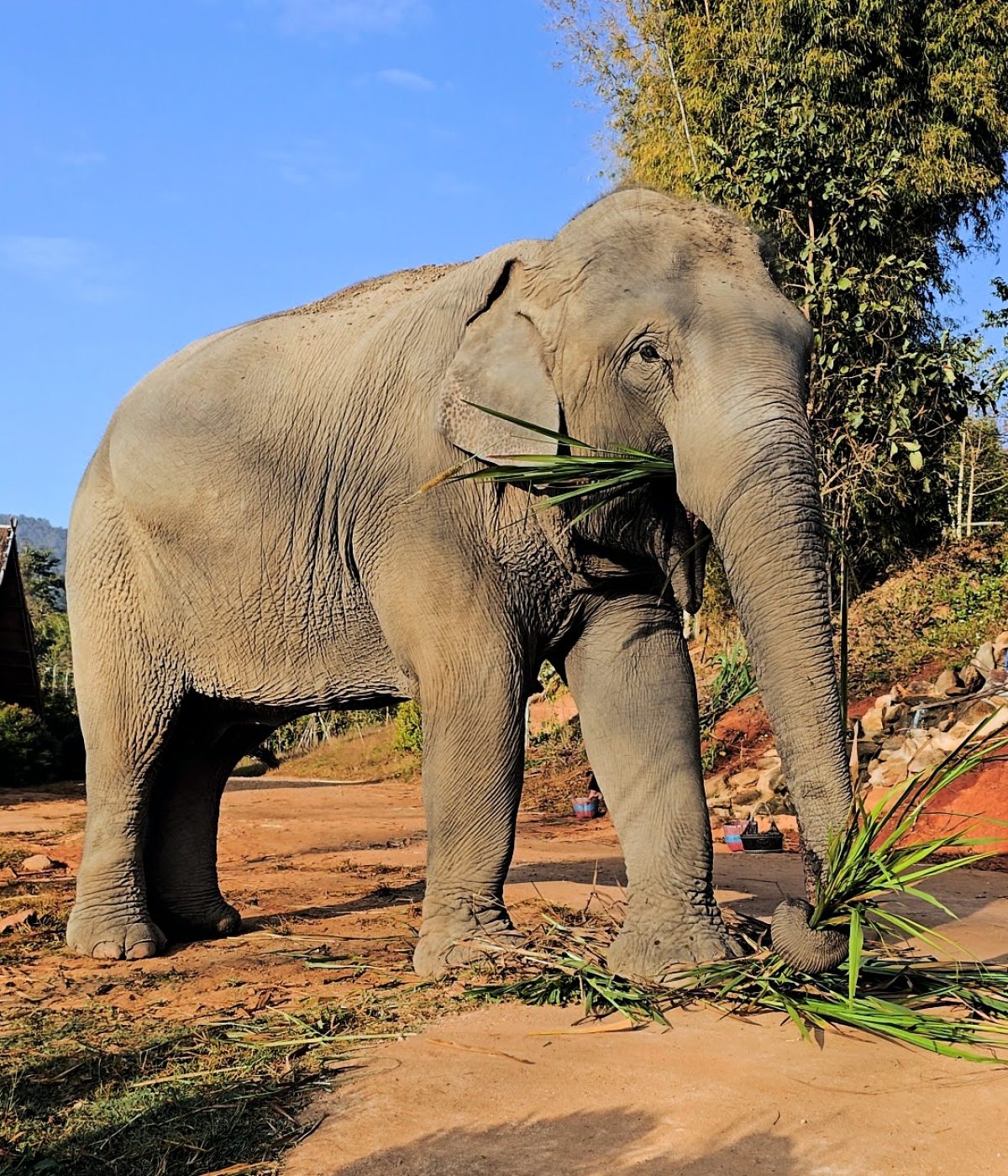 Overnight Stay At Chai Lai Orchid Elephant Sanctuary in Thailand A close-up view of an elephant standing in a natural setting, gently holding green foliage in its trunk under a clear blue sky.