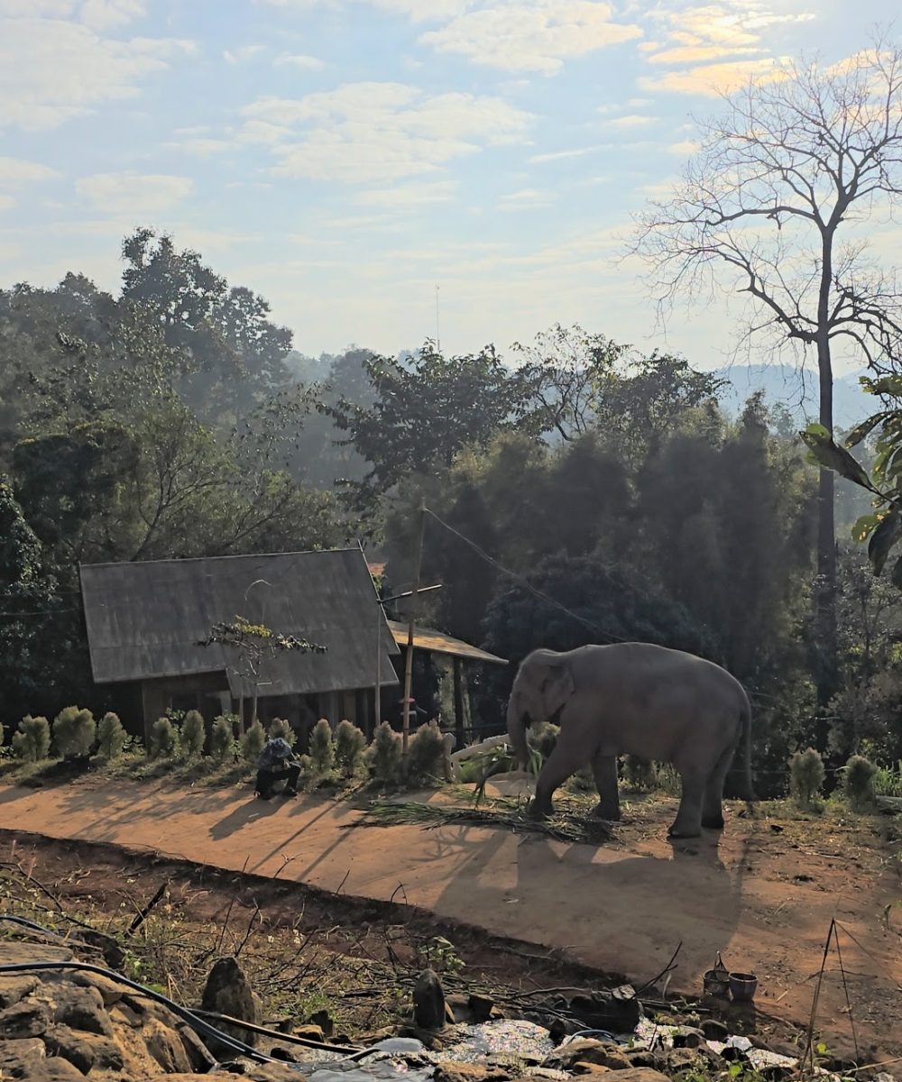 Overnight Stay At Chai Lai Orchid Elephant Sanctuary in Thailand An elephant grazes by a small wooden structure, with a caretaker kneeling nearby, amid lush greenery and a clear sky.