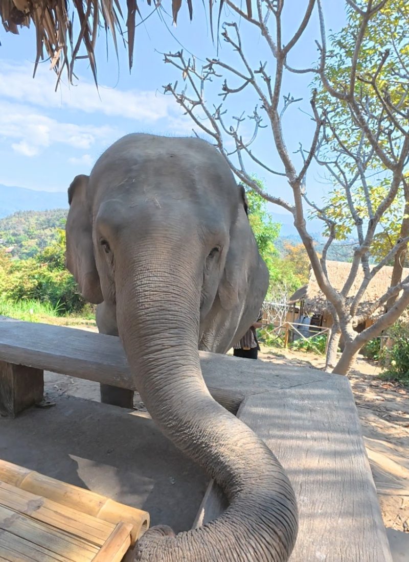 Overnight Stay At Chai Lai Orchid Elephant Sanctuary in Thailand A curious elephant extends its trunk toward a wooden table, surrounded by greenery and scenic mountains in the background.