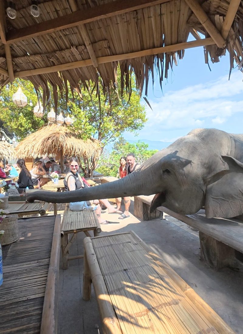 Overnight Stay At Chai Lai Orchid Elephant Sanctuary in Thailand An elephant interacts with patrons at a bamboo-themed cafe, surrounded by lush greenery and a relaxed atmosphere.