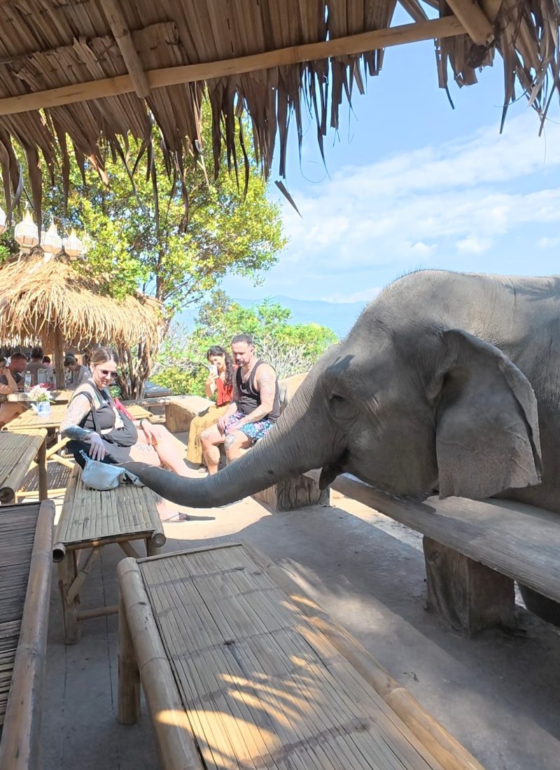 Overnight Stay At Chai Lai Orchid Elephant Sanctuary in Thailand A gentle elephant reaches toward visitors sitting at a bamboo table in a tropical café setting, surrounded by greenery and a thatched roof.