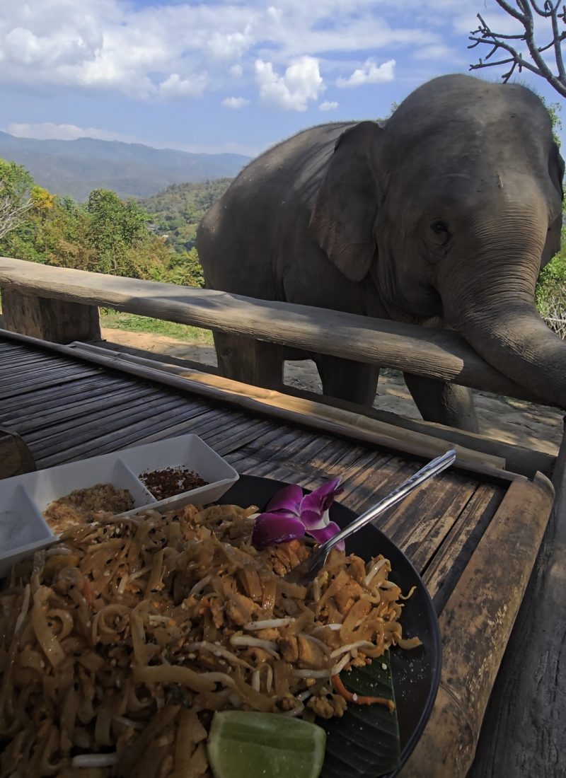 Overnight Stay At Chai Lai Orchid Elephant Sanctuary in Thailand A plate of pad thai with lime and toppings sits in the foreground, while a curious elephant approaches in the background against a scenic landscape.