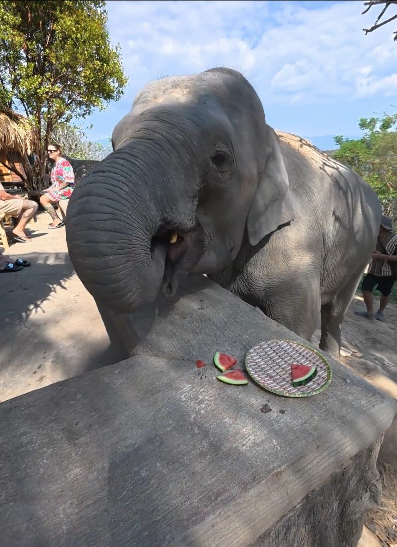 Overnight Stay At Chai Lai Orchid Elephant Sanctuary in Thailand A playful elephant reaching for a plate of watermelon slices while people look on in a lively outdoor setting.