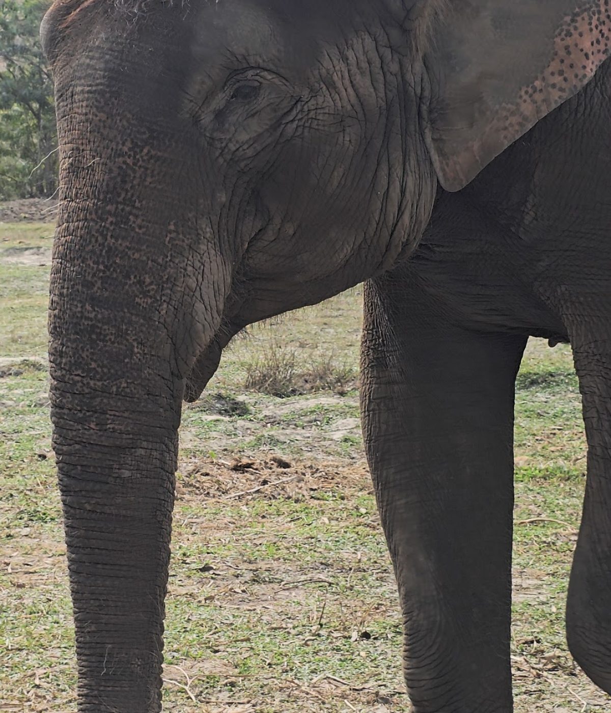 Overnight Stay At Chai Lai Orchid Elephant Sanctuary in Thailand A close-up view of an elephant standing in a grassy area, highlighting its textured skin and long trunk.