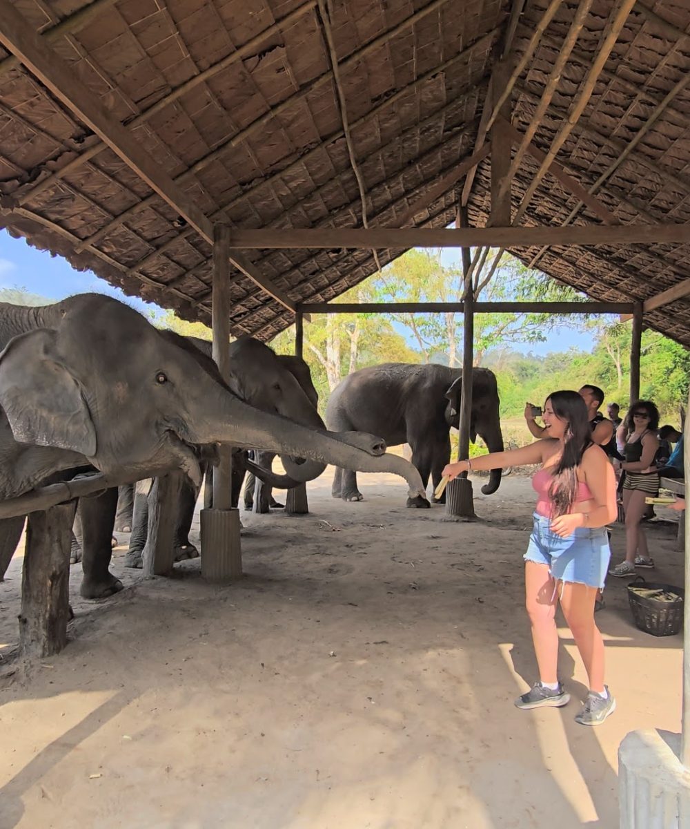 Overnight Stay At Chai Lai Orchid Elephant Sanctuary in Thailand A woman feeding elephants while visitors observe in a shaded area with a rustic roof.