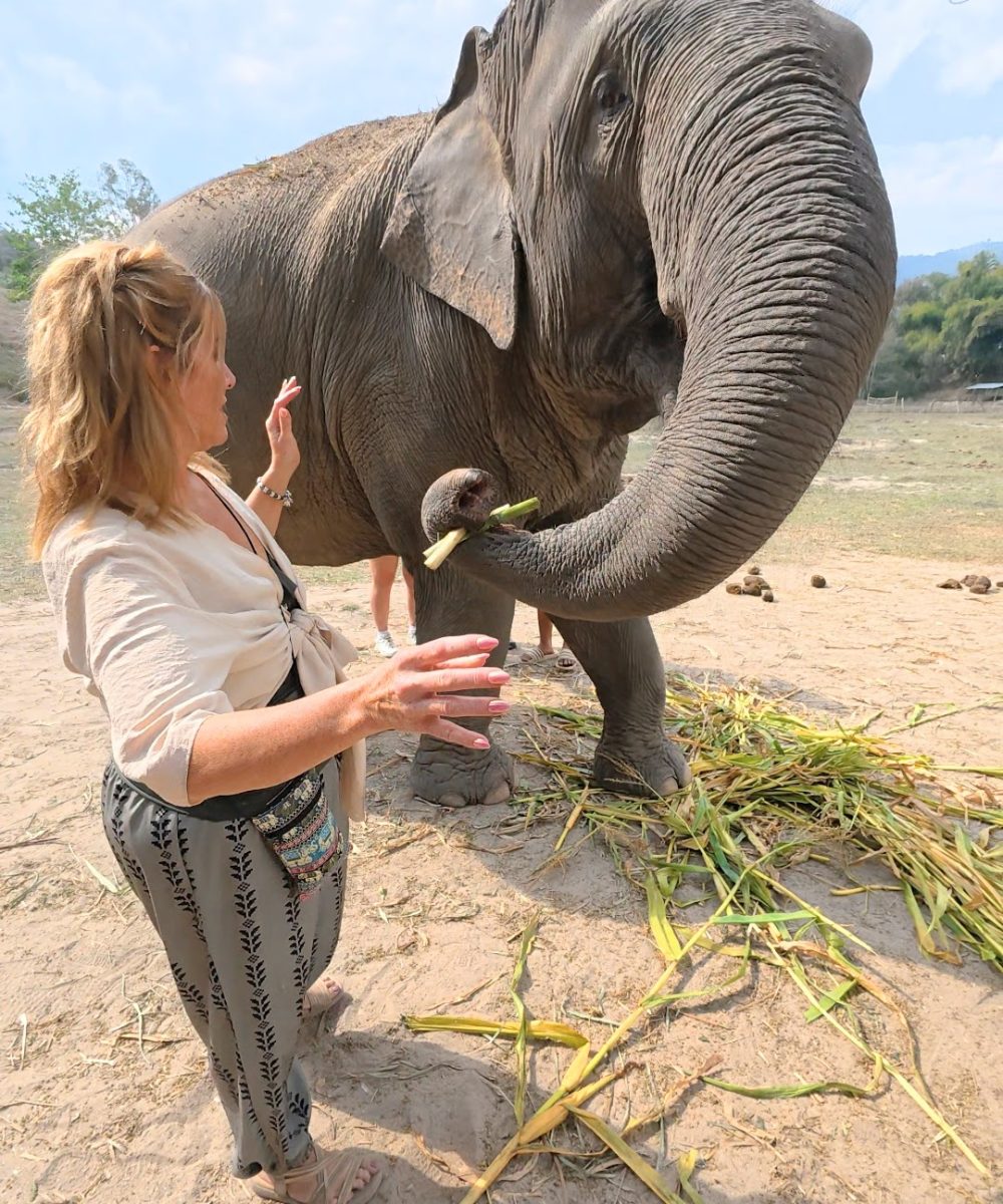 Overnight Stay At Chai Lai Orchid Elephant Sanctuary in Thailand A person feeding an elephant, surrounded by greenery and fresh grass, highlighting a moment of connection between humans and wildlife.
