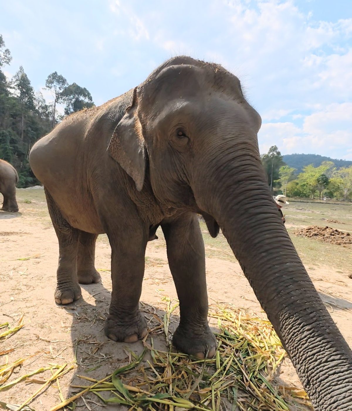 Overnight Stay At Chai Lai Orchid Elephant Sanctuary in Thailand A close-up view of an elephant standing on a dirt surface, surrounded by greenery, with its trunk extended forward.