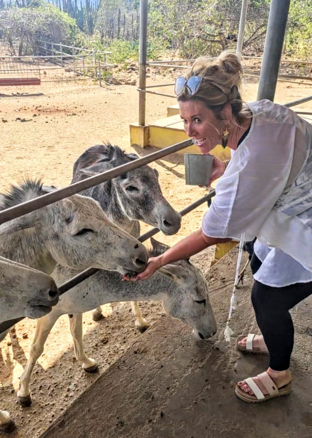 The Bushiribana Gold Mill Ruins In Aruba A woman happily feeding donkeys in a farm setting, surrounded by greenery and rustic structures.